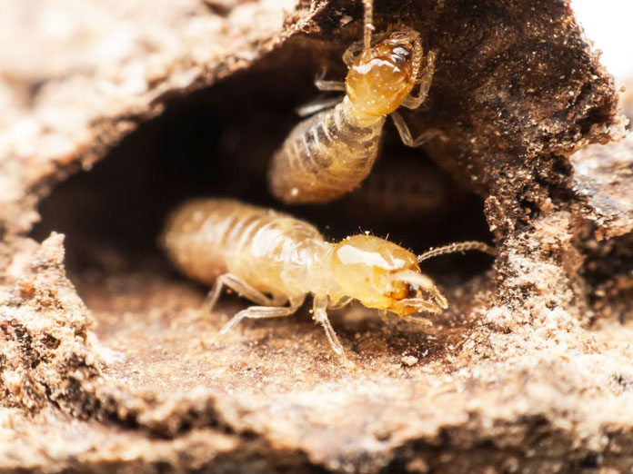 Dịch vụ phòng chống mối CTXD