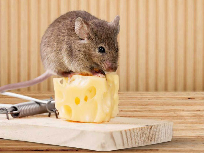 Dịch vụ diệt chuột - an toàn - hiệu quả