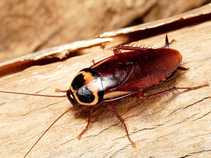 Dịch vụ diệt côn trùng