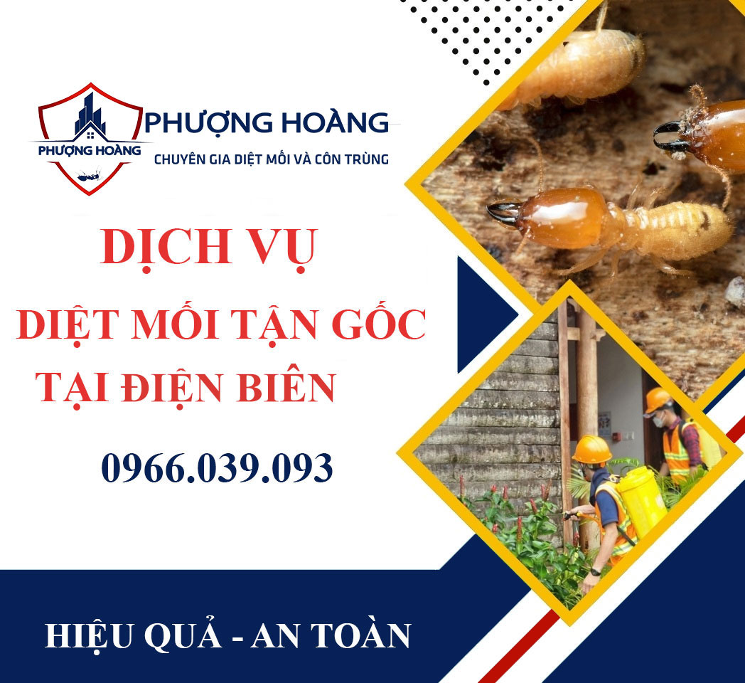 Dịch vụ diệt mối tận gốc tại nhà ở Điện Biên - Xử lý nhanh chóng, an toàn, hiệu quả