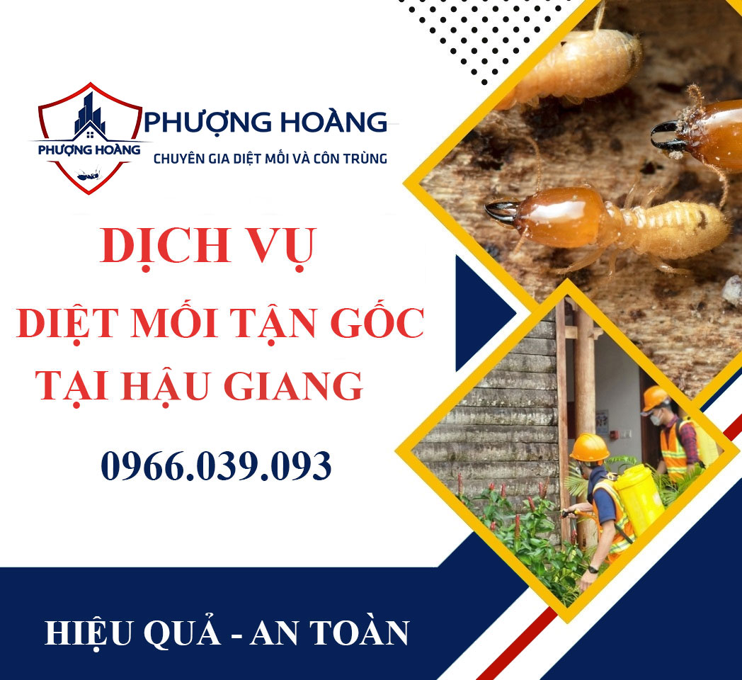 Dịch vụ diệt mối tận gốc tại nhà ở Hậu Giang - Uy tín, nhanh chóng, an toàn