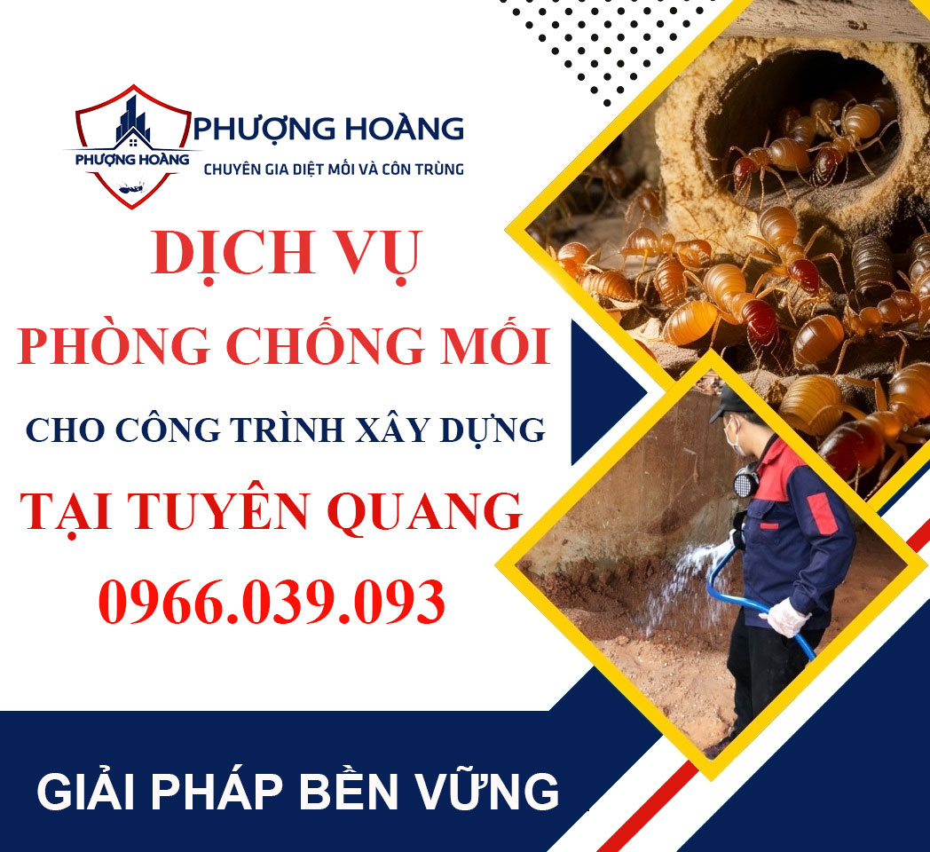 Dịch vụ phòng chống mối cho công trình xây dựng tại Tuyên Quang - Uy tín, hiệu quả
