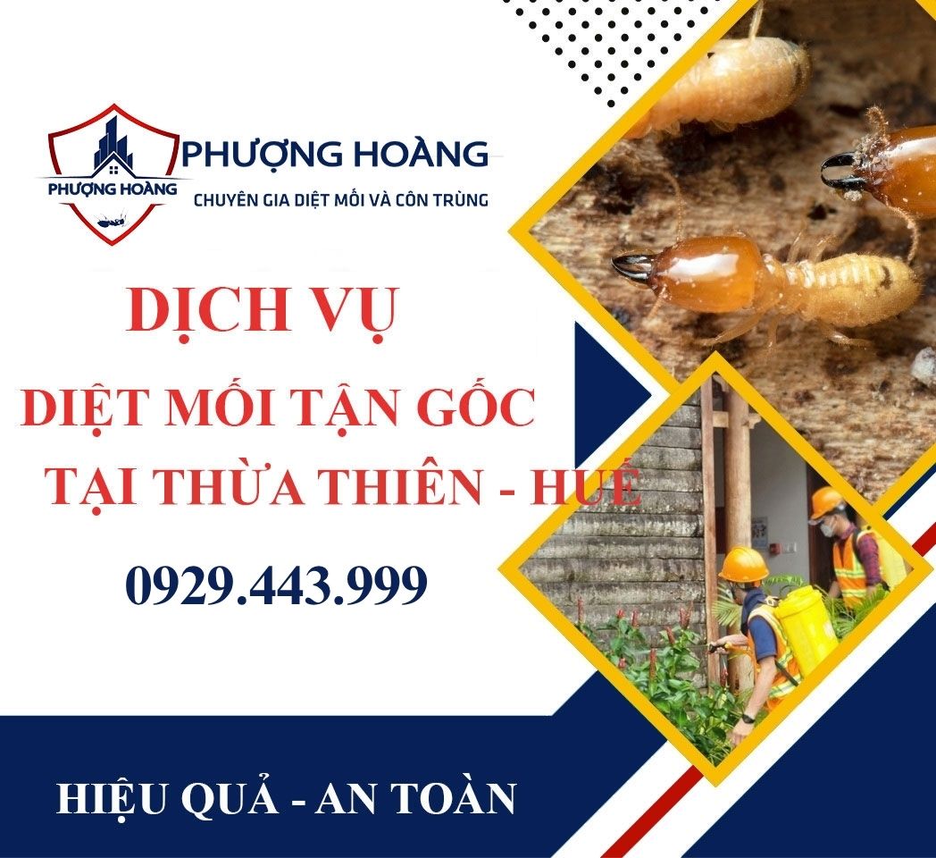 Dịch vụ diệt mối tận gốc tại nhà ở Thừa Thiên - Huế - Uy tín, nhanh chóng, an toàn