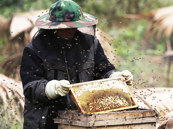 Dịch vụ bắt ong chuyên nghiệp