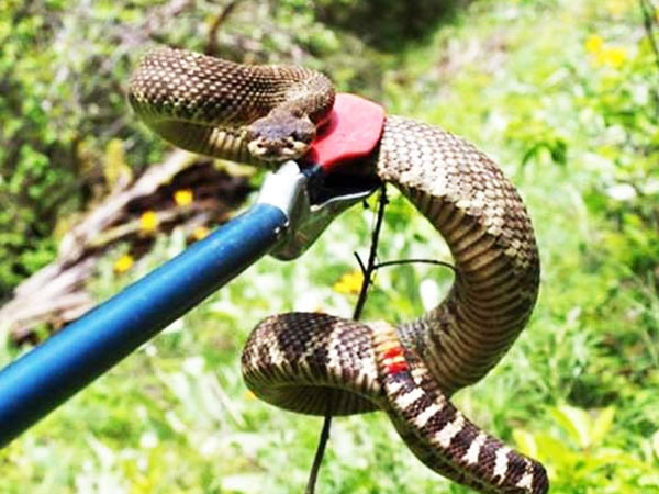 Dịch vụ bắt rắn độc tại nhà