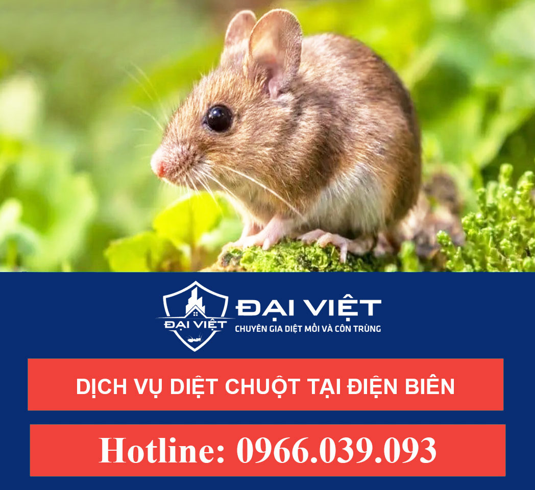 Dịch vụ diệt chuột tại Điện Biên - Diệt chuột nhanh - An toàn - Hiệu quả