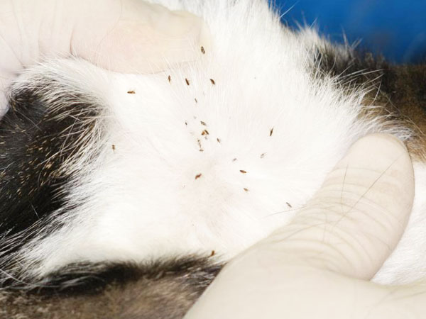 Dịch vụ diệt bọ chét