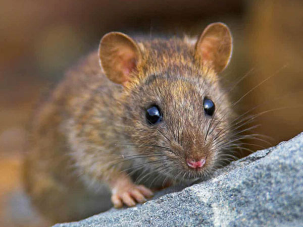 Dịch vụ diệt chuột - an toàn - hiệu quả