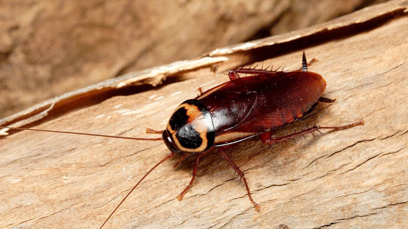 Cách diệt gián tận gốc đơn giản ai cũng làm được