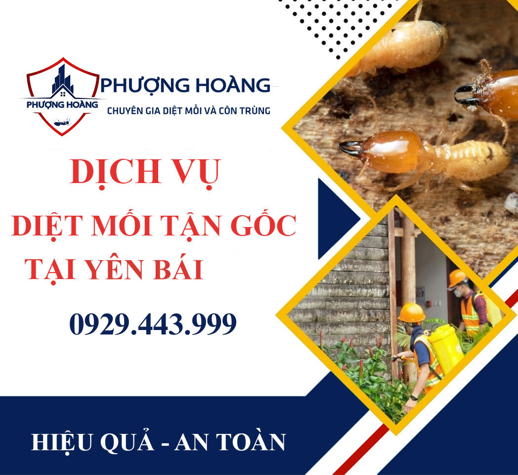 Dịch vụ diệt mối tận gốc tại nhà ở Yên Bái - Uy tín, nhanh chóng, an toàn