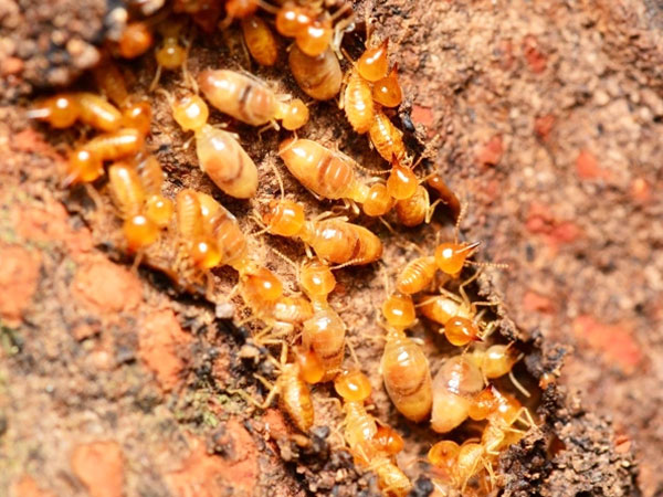 Dịch vụ diệt mối tận gốc tại nhà