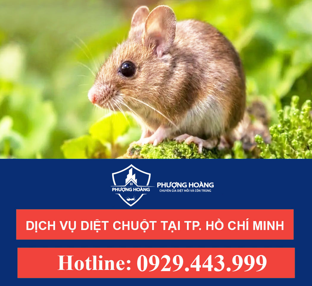 Dịch vụ diệt chuột tại Thành Phố Hồ Chí Minh - Diệt chuột tận gốc - Không mùi - An toàn
