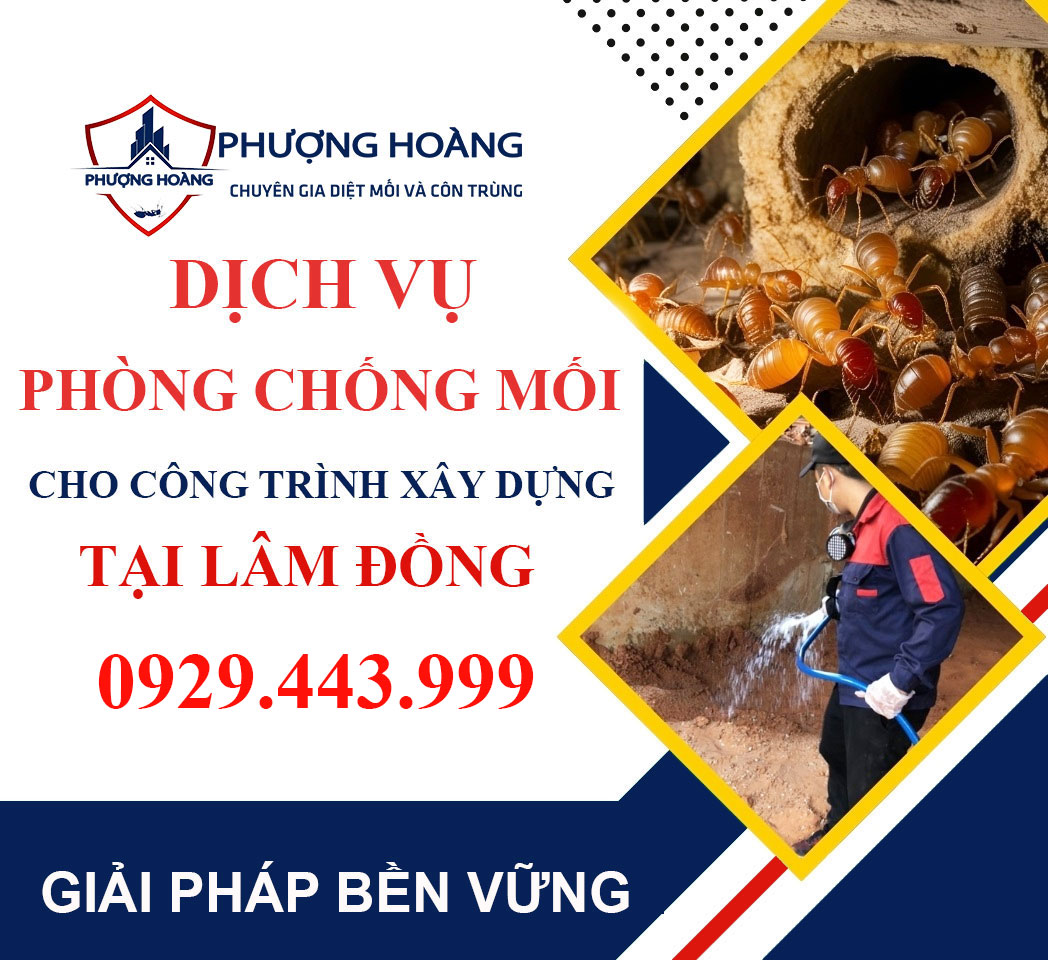 Dịch vụ phòng chống mối cho công trình xây dựng tại Lâm Đồng - Giải pháp hiệu quả từ Phượng Hoàng