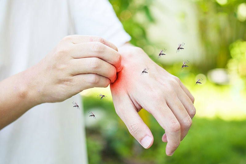 Dịch vụ diệt muỗi tận gốc | Đầu tư 1 lần, an toàn vĩnh viễn