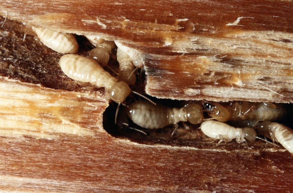 5 dấu hiệu nhà có mối - Nhận biết sớm, xử lý tận gốc