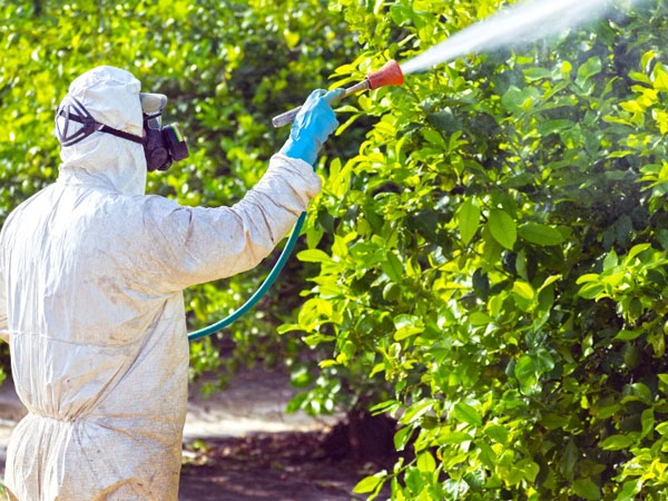 Dịch vụ phun thuốc diệt muỗi