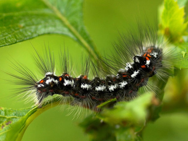 Dịch vụ diệt sâu róm tại nhà