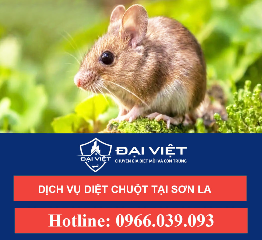 Dịch vụ diệt chuột tại Sơn La - An toàn - Hiệu quả