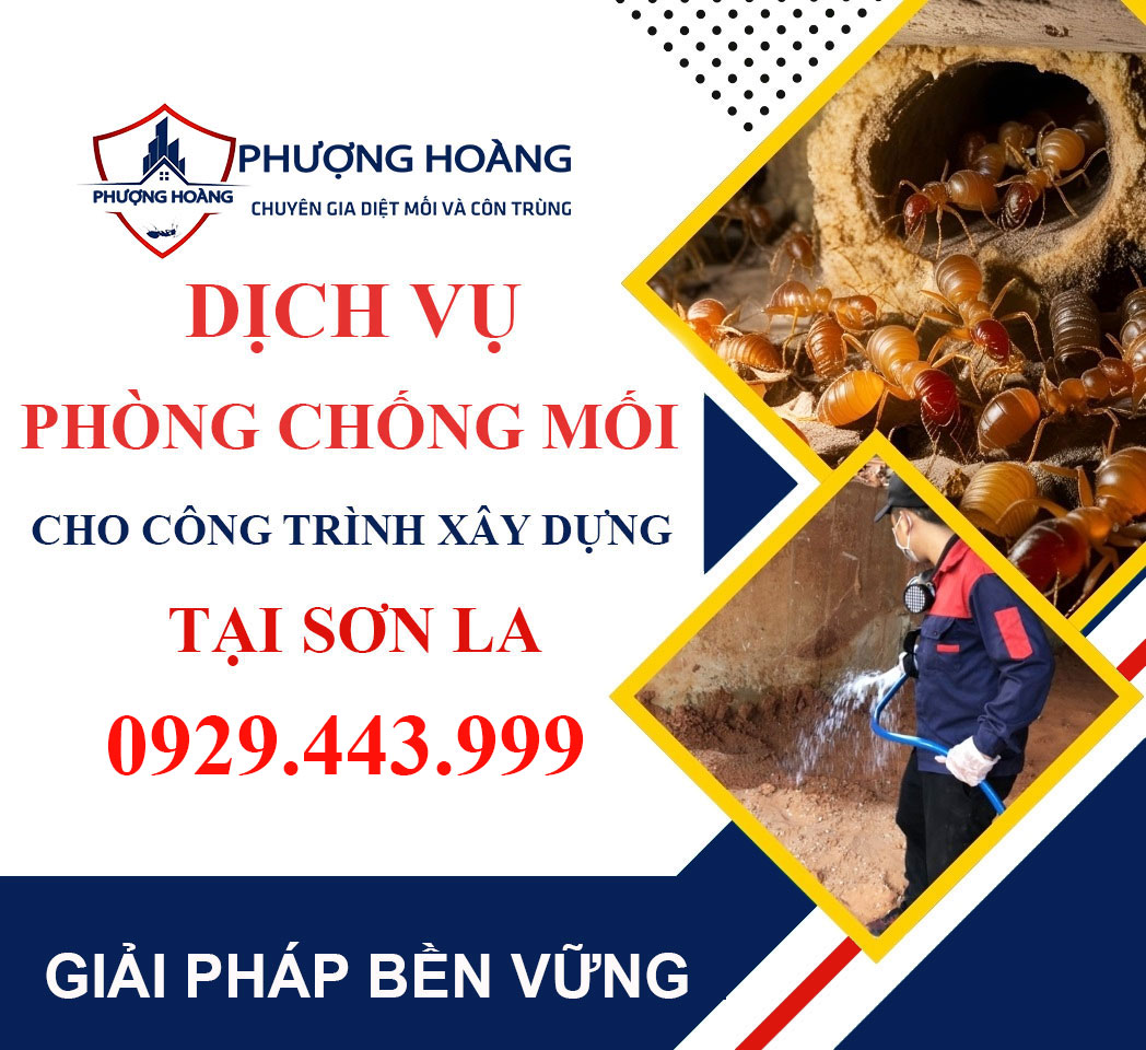 Dịch vụ phòng chống mối cho công trình xây dựng tại Sơn La - Uy tín cùng Phượng Hoàng