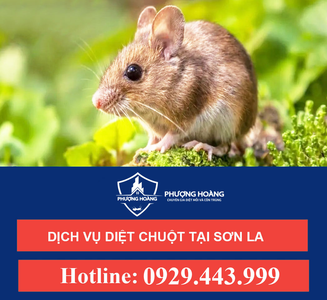 Dịch vụ diệt chuột tại Sơn La - An toàn - Hiệu quả