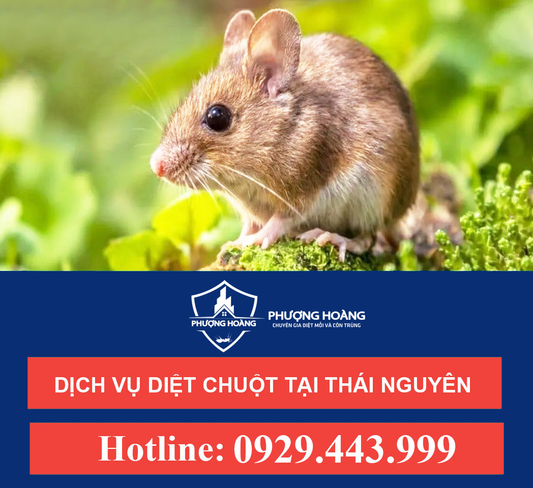 Dịch vụ diệt chuột uy tín tại Thái Nguyên
