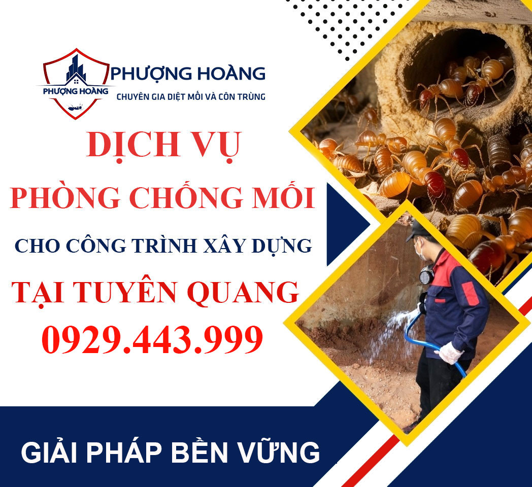 Dịch vụ phòng chống mối cho công trình xây dựng tại Tuyên Quang - Uy tín, hiệu quả