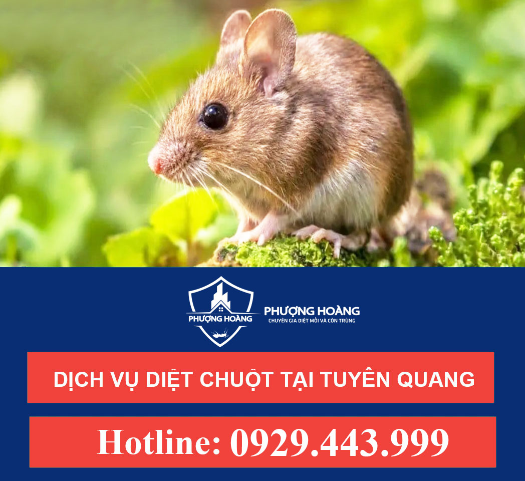Dịch vụ diệt chuột tại Tuyên Quang - Hiệu Quả, an toàn